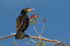 Double-Crested Cormorant Taking Autumn Sun On Cigar Island, West Rush Lake
