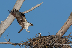 Mating Pair Of Ospreys Preparing Nest On East Rush Lake