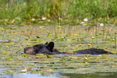 Black Bear Bathing Beauty Of Little Lake, West Rush Lake