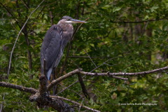 Great Blue Heron Enjoying The Sunset On Wilson Island, West Rush Lake