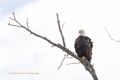 North American Bald Eagle Keeping An Eye On Flickabirds Bay, East Rush Lake