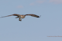 Male Osprey In Flight With Fish, West Rush Lake