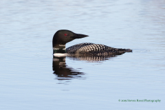 Common Loon Gliding And Reflecting On East Rush Lake