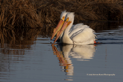 A Mating Pair Of American While Pelicans On East Rush Lake