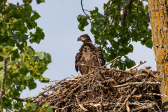 Bald Eagle Eaglet Gazing From Nest Towards East Rush Lake
