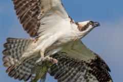 Male Osprey With Prey For The Fledglings, West Rush Lake