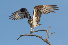 Female Osprey Taking A Perch Near To Her Nest, West Rush Lake