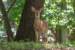 Fawn Greeting Me While Boating Along The Shore Of Rush Lake Island, West Rush Lake