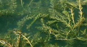 Read more about the article 2023 Curly Leaf Pond Weed Treatment