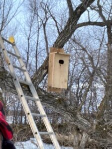 Read more about the article Free Wood Duck Houses