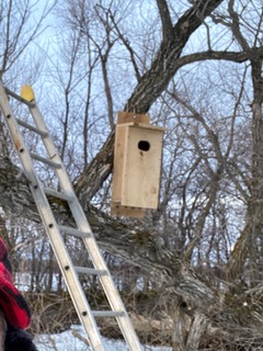 You are currently viewing Free Wood Duck Houses