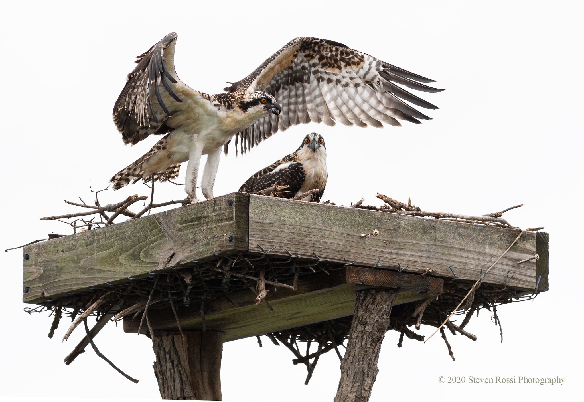 Read more about the article Rescue of Two Osprey Chicks