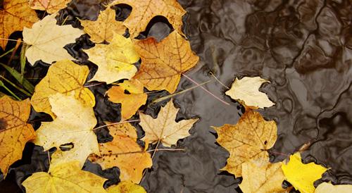 Read more about the article Don’t Let Leaves Litter the Lake